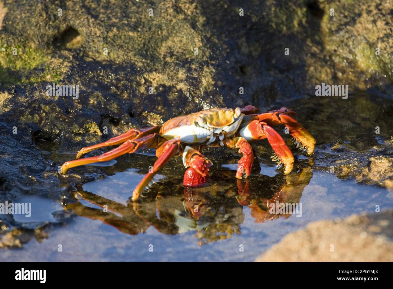 Sally Lightfoot Crab (Grapsus) des îles Galapagos Banque D'Images