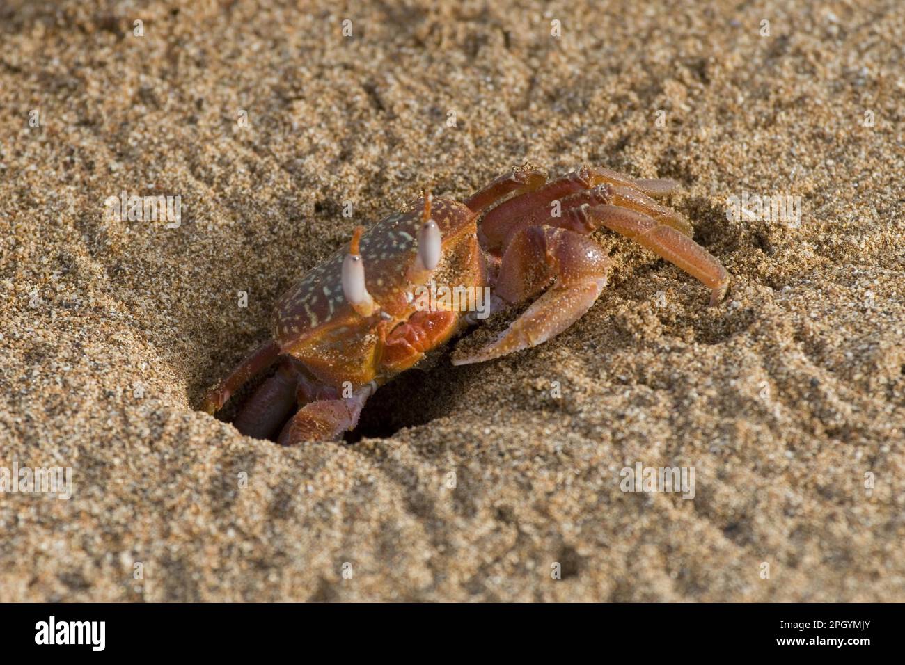 Crabe fantôme (Ocypode gaudichaudii) Banque D'Images