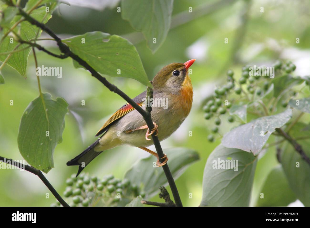 China Nightingale, China Nightingale, Sunbird, China Nightingale, China Nightingale, Oiseaux solaires, oiseaux chanteurs, animaux, oiseaux, Facturation en rouge Banque D'Images