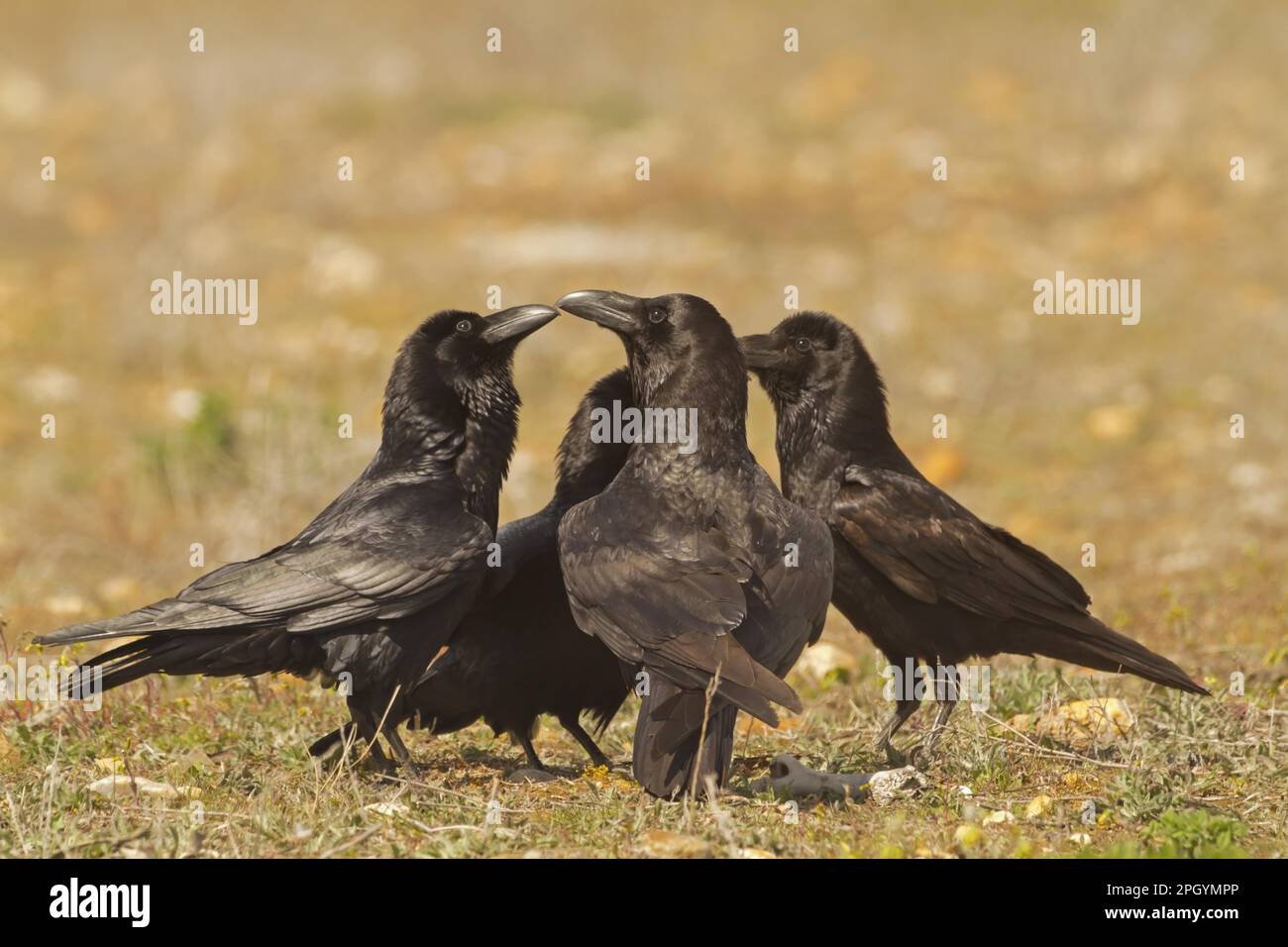 Corbeau commun (Corvus corax) quatre adultes debout ensemble, Castilla y Leon, Espagne Banque D'Images