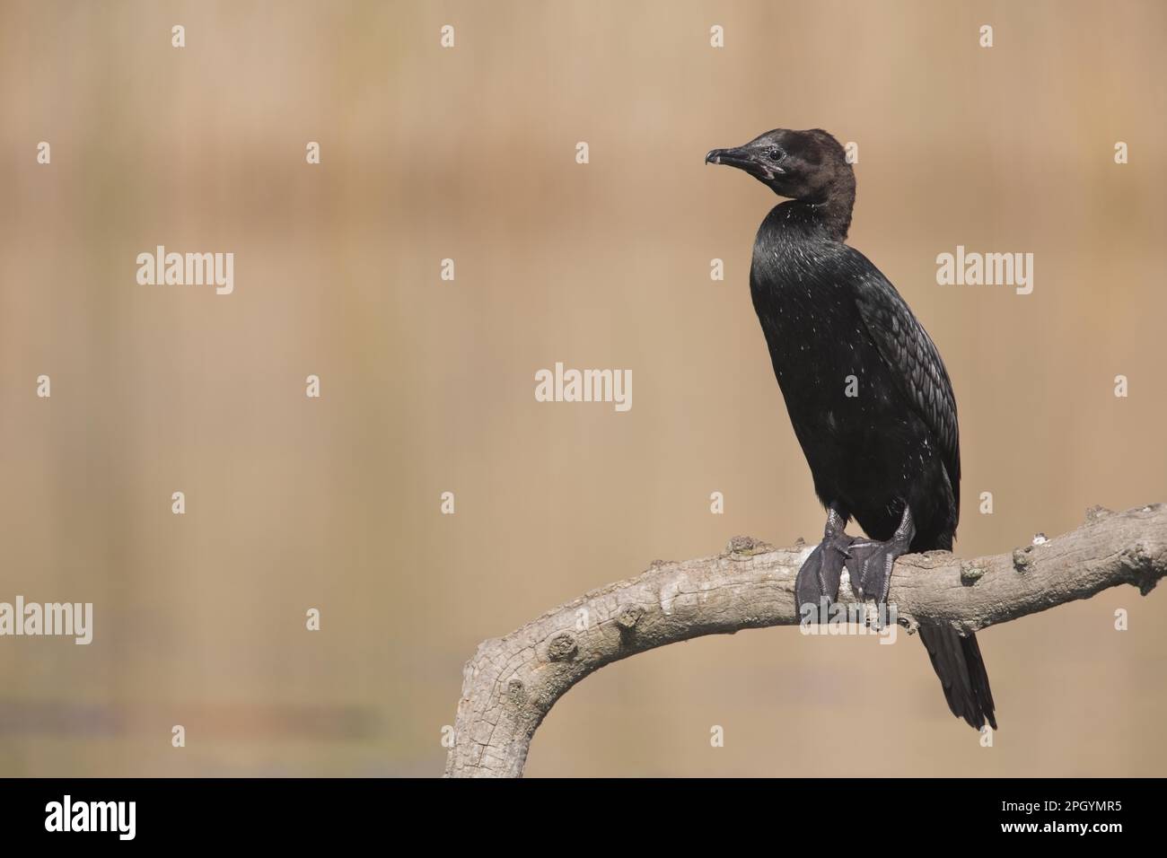 Pygmée Cormorant (Phalacrocorax pygmaeus) adulte, plumage reproductif, debout sur la branche, Hortobagy N. P. Hongrie Banque D'Images