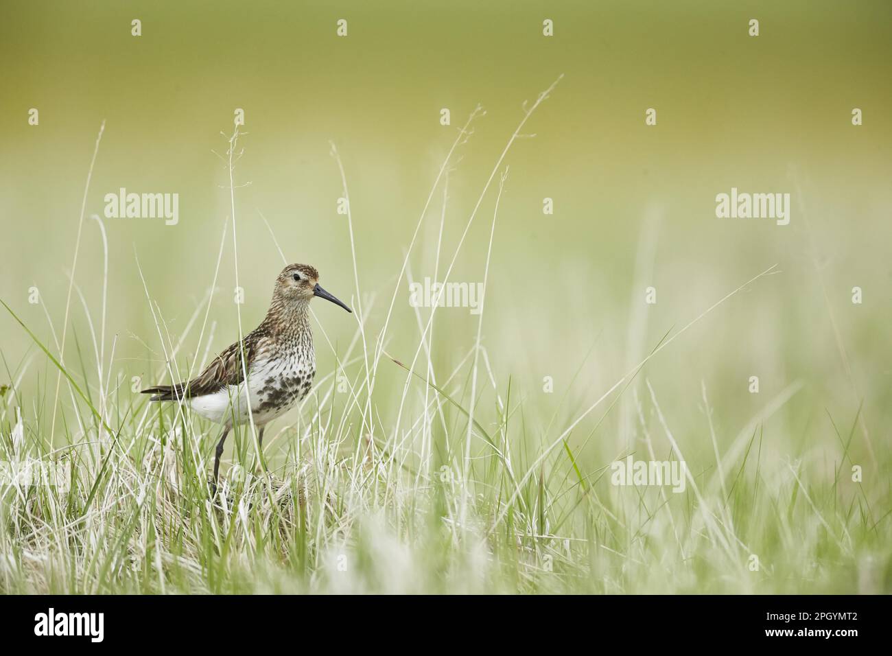 Dunlin (Calidris alpina) adulte, plumage reproducteur, debout sur une zone herbeuse dans une zone humide, en Islande Banque D'Images