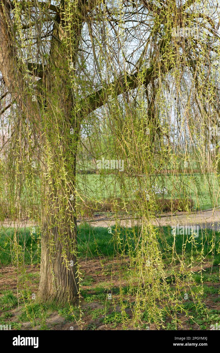 Saule pleureur (Salix babylonica), Kendelpark, St. Hubert, Kempen, Rhénanie-du-Nord-Westphalie, Allemagne Banque D'Images