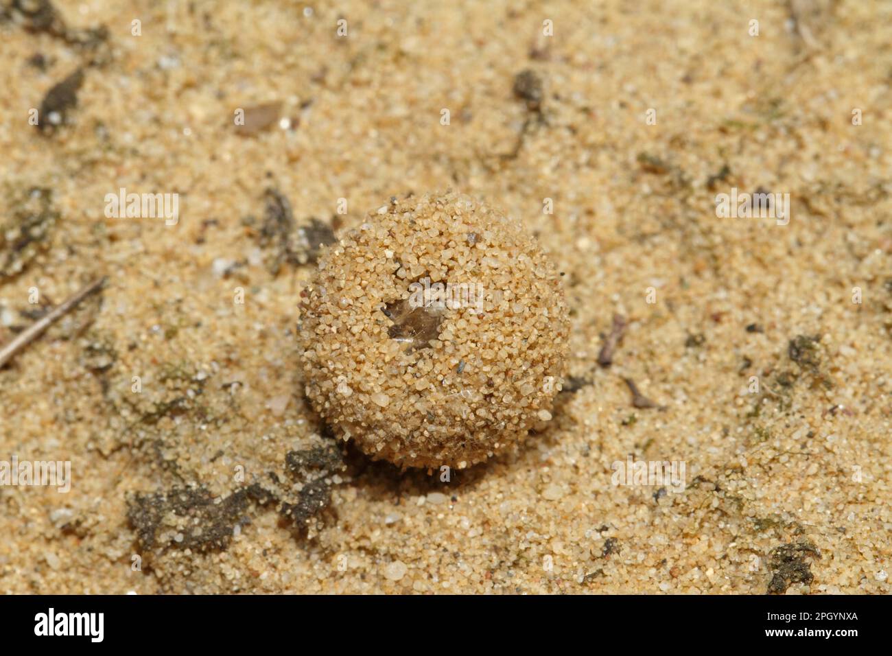 Dune ant lion Banque D'Images