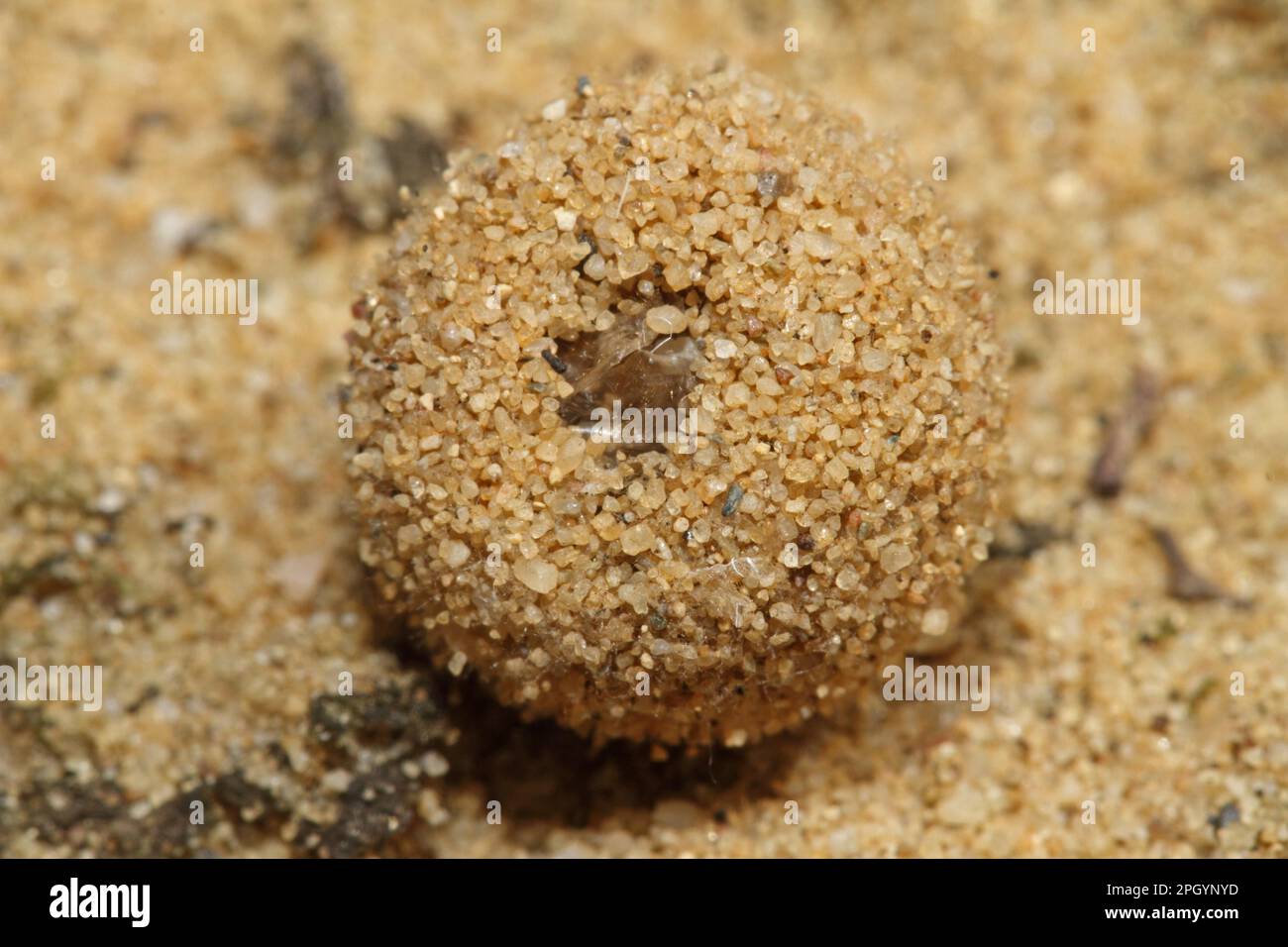 Dune ant lion Banque D'Images