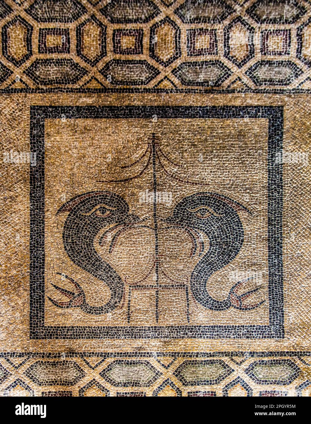 Sol en mosaïque avec deux dauphins de Kos, Grand Masters Palace construit au 14th siècle par l'ordre de Johnnite, forteresse et palais pour le Grand Banque D'Images