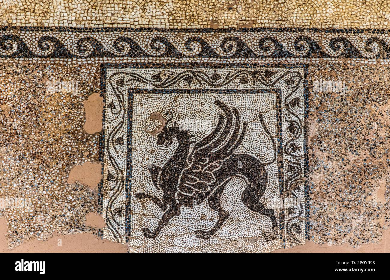 Mosaïque d'un oiseau de proie, 2nd siècle avant J.-C., Musée archéologique dans l'ancien Hôpital de l'ordre des Chevaliers de Saint-Jean, 15th siècle, vieille ville Banque D'Images