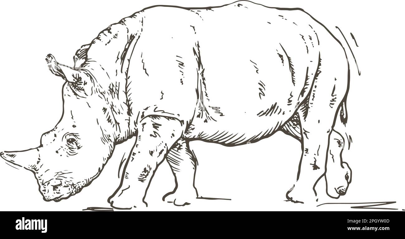 rhinocéros, dessin à la main, illustration vectorielle Illustration de Vecteur