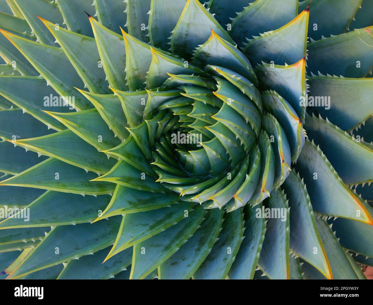 Aloe vera en spirale, gros plan Banque D'Images