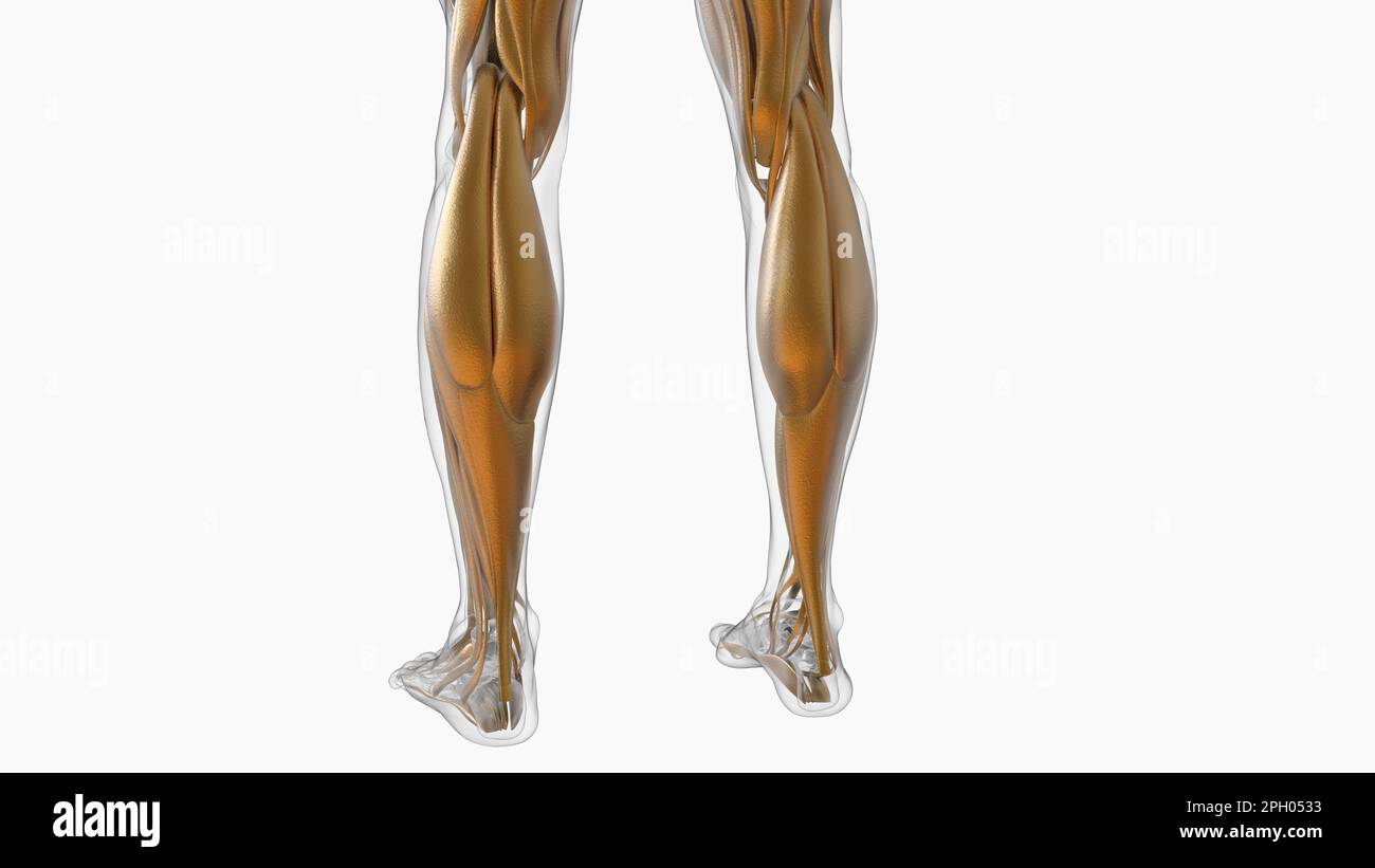 3D Illustration, le muscle est un tissu mou, les cellules musculaires contiennent des protéines , produisant une contraction qui modifie à la fois la longueur et la forme de la ce Banque D'Images