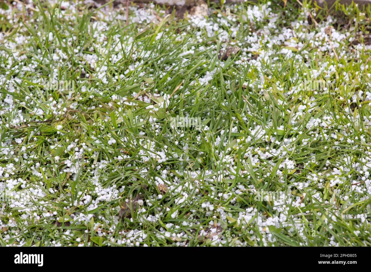 Au printemps, l'herbe verte est recouverte de neige Banque D'Images