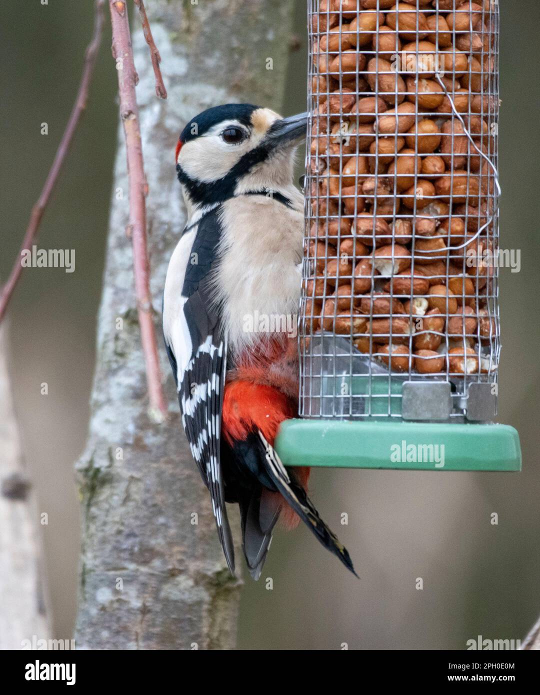 Spotted Woodpecker, à RSPB Lakenheath, Suffolk, Royaume-Uni Banque D'Images