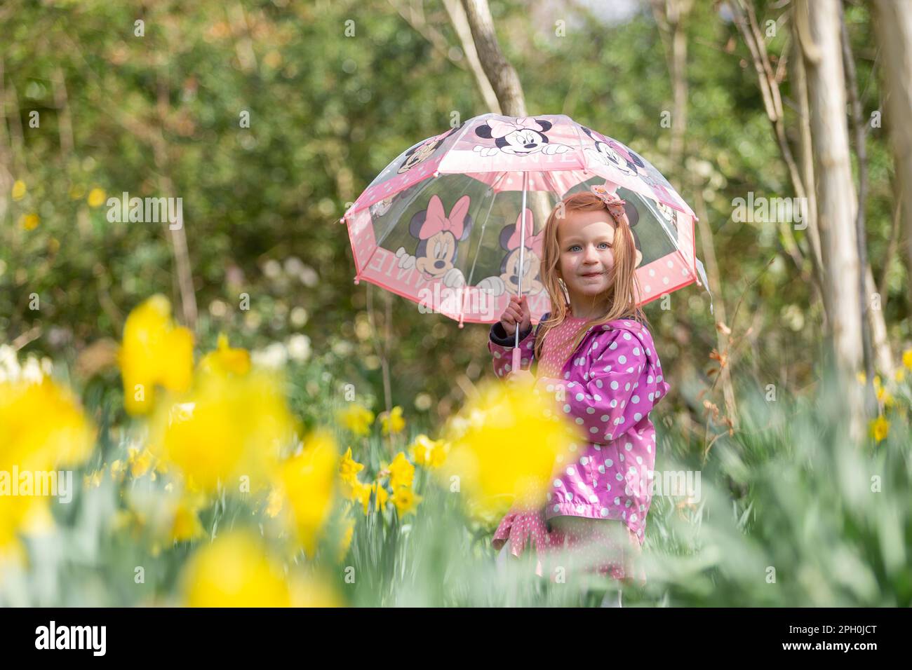 Jeune fille de quatre ans marchant parmi les jonquilles au printemps, tenant un parapluie. Banque D'Images