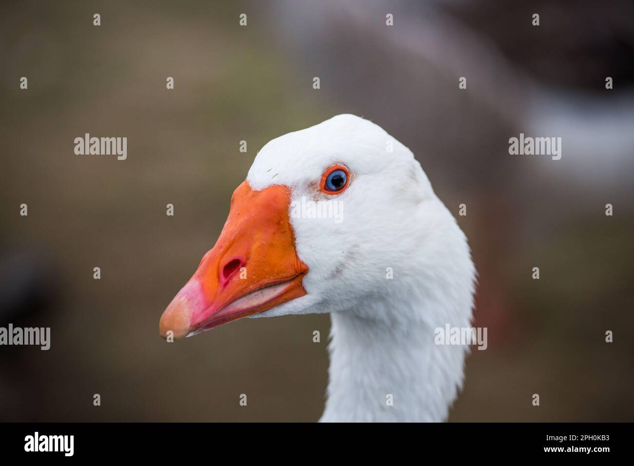 White gander de la race 'Österreichische Landgans', une espèce autrichienne en voie de disparition Banque D'Images