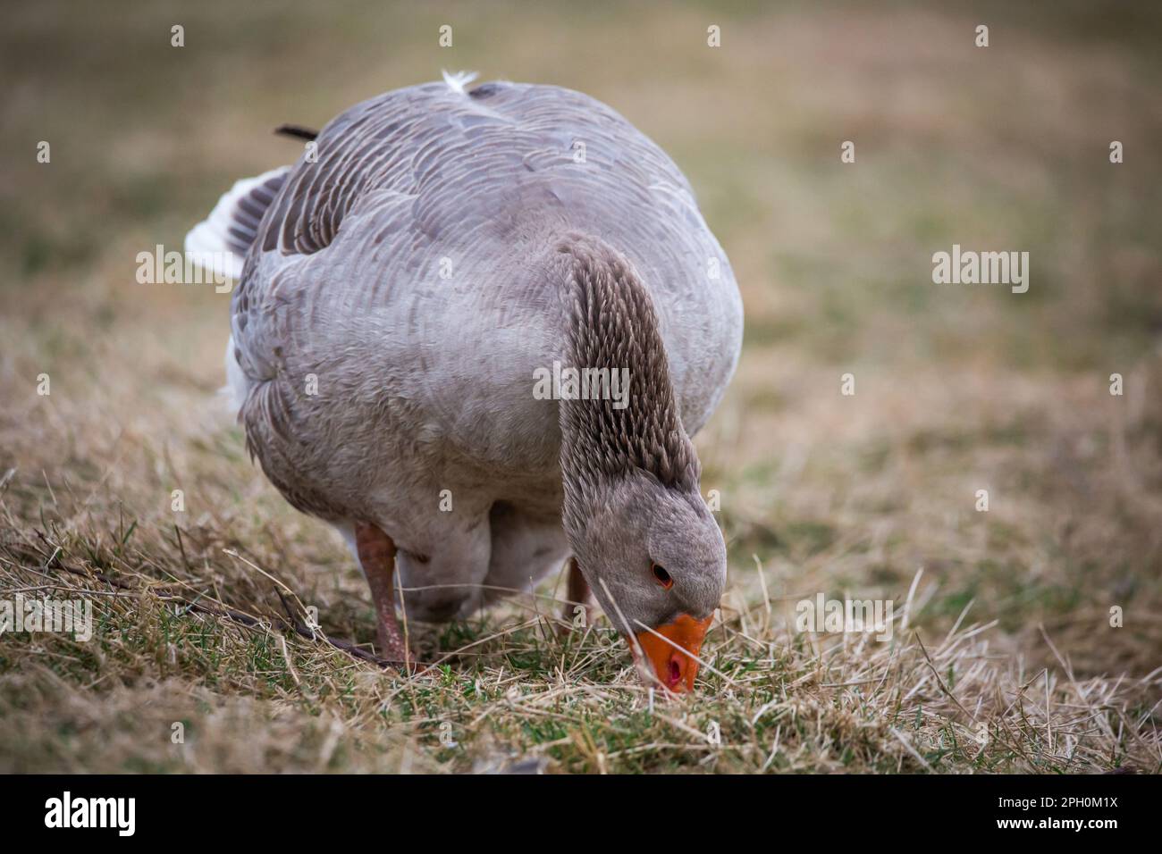 L'oie femelle de la race 'Österreichische Landgans', une espèce autrichienne en voie de disparition Banque D'Images