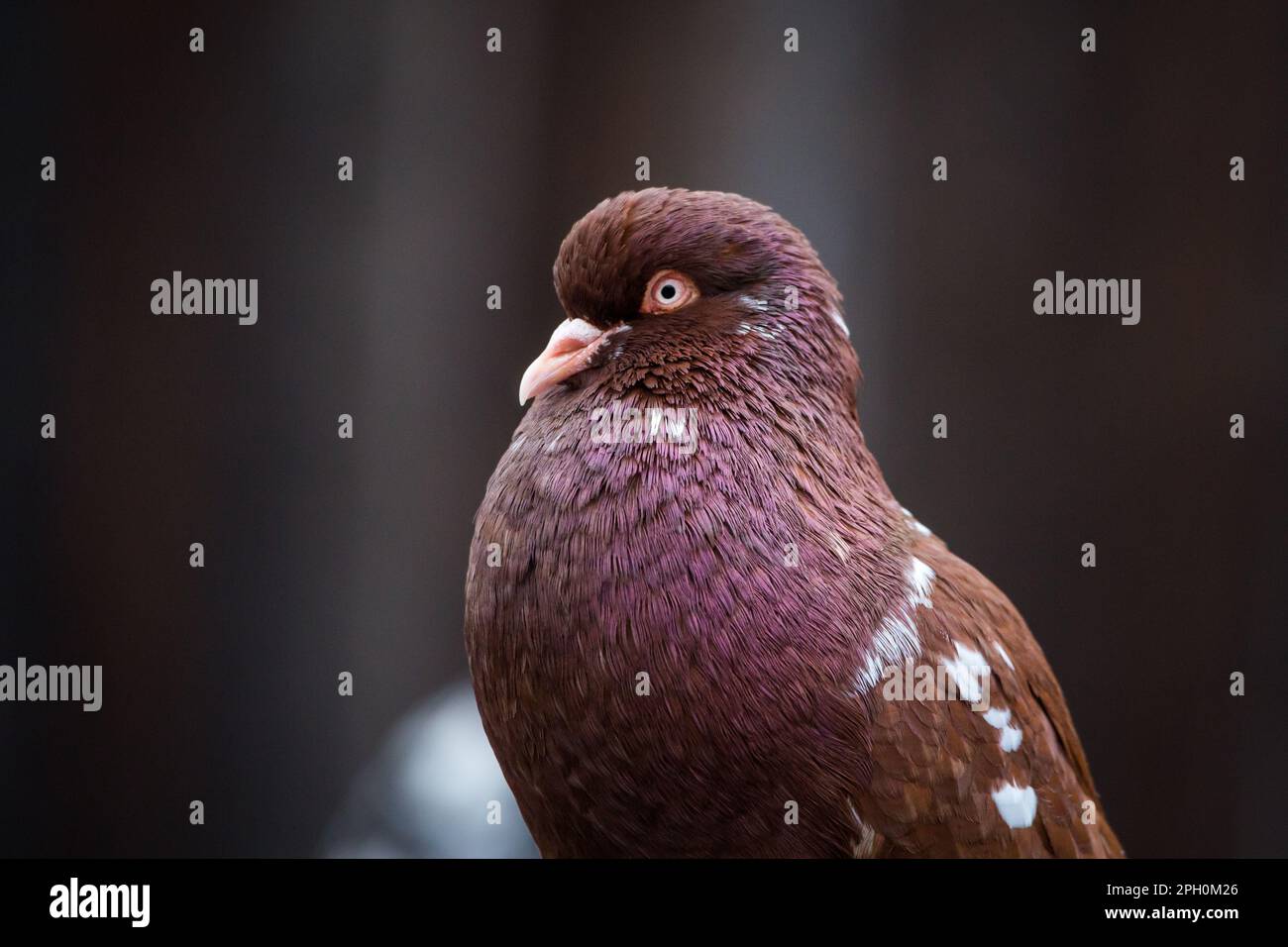 Waldviertler Kröpfer Taube (Waldviertel cropper pigeon), race de pigeon en danger de disparition dans la région de Waldviertel, Autriche Banque D'Images Waldviertler Kröpfer Taube (Waldviertel cropper pigeon), race de pigeon en danger de disparition dans la région de Waldviertel, Autriche Banque D'Images