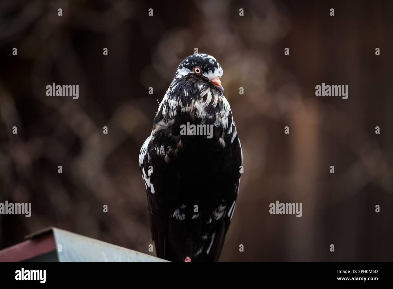 Waldviertler Kröpfer Taube (Waldviertel cropper pigeon), race de pigeon en danger de disparition dans la région de Waldviertel, Autriche Banque D'Images Waldviertler Kröpfer Taube (Waldviertel cropper pigeon), race de pigeon en danger de disparition dans la région de Waldviertel, Autriche Banque D'Images