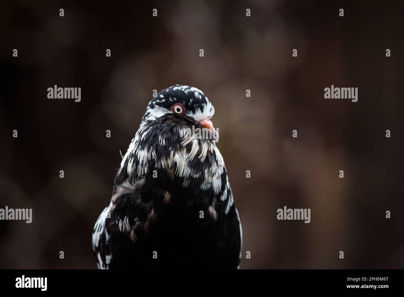 Waldviertler Kröpfer Taube (Waldviertel cropper pigeon), race de pigeon en danger de disparition dans la région de Waldviertel, Autriche Banque D'Images Waldviertler Kröpfer Taube (Waldviertel cropper pigeon), race de pigeon en danger de disparition dans la région de Waldviertel, Autriche Banque D'Images