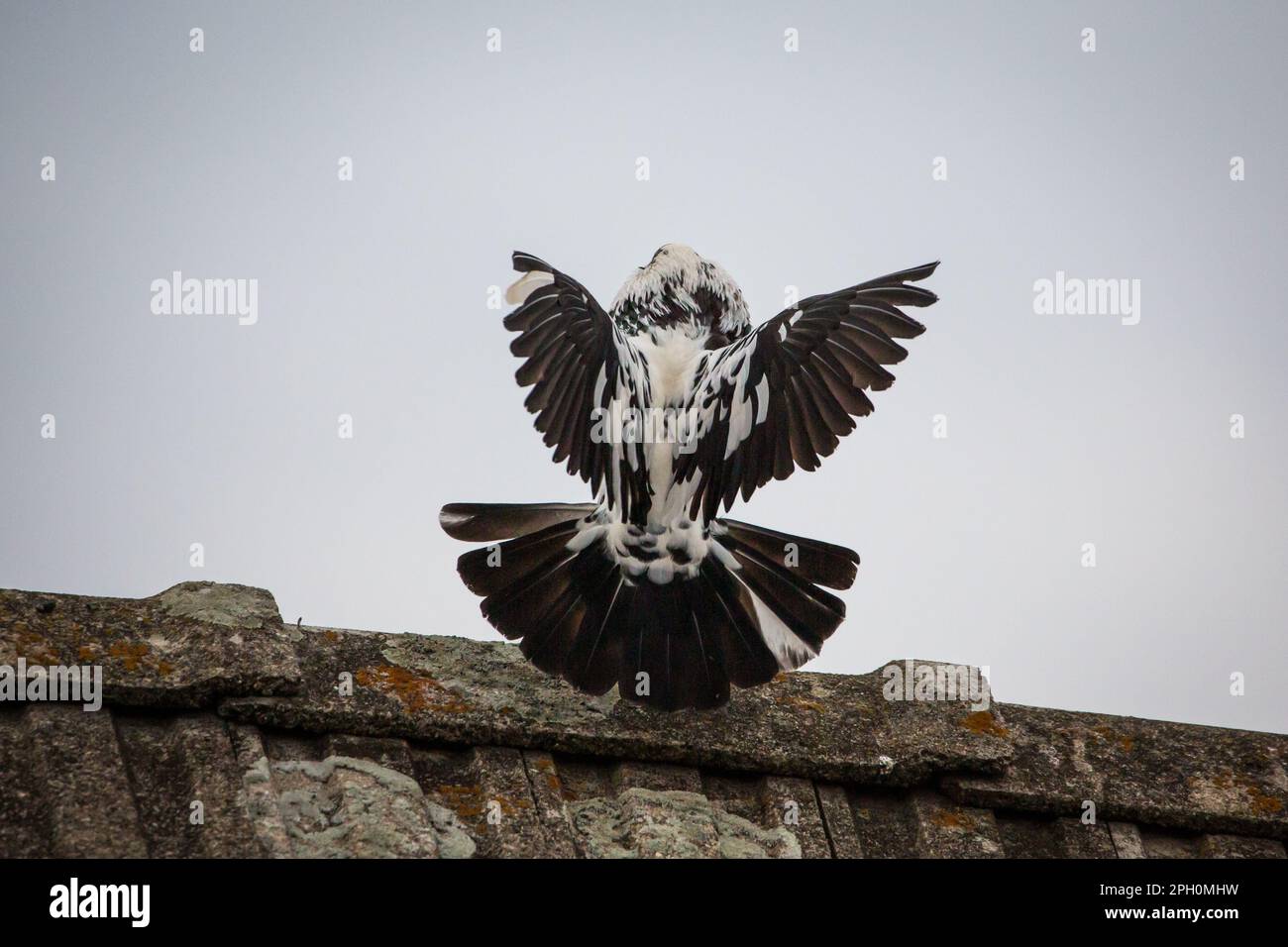 Waldviertler Kröpfer Taube (Waldviertel cropper pigeon), race de pigeon en danger de disparition dans la région de Waldviertel, Autriche Banque D'Images Waldviertler Kröpfer Taube (Waldviertel cropper pigeon), race de pigeon en danger de disparition dans la région de Waldviertel, Autriche Banque D'Images