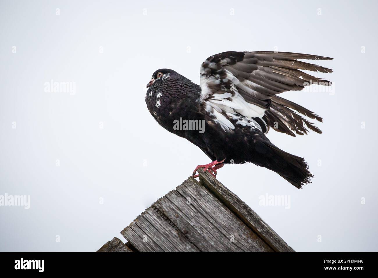 Waldviertler Kröpfer Taube (Waldviertel cropper pigeon), race de pigeon en danger de disparition dans la région de Waldviertel, Autriche Banque D'Images Waldviertler Kröpfer Taube (Waldviertel cropper pigeon), race de pigeon en danger de disparition dans la région de Waldviertel, Autriche Banque D'Images