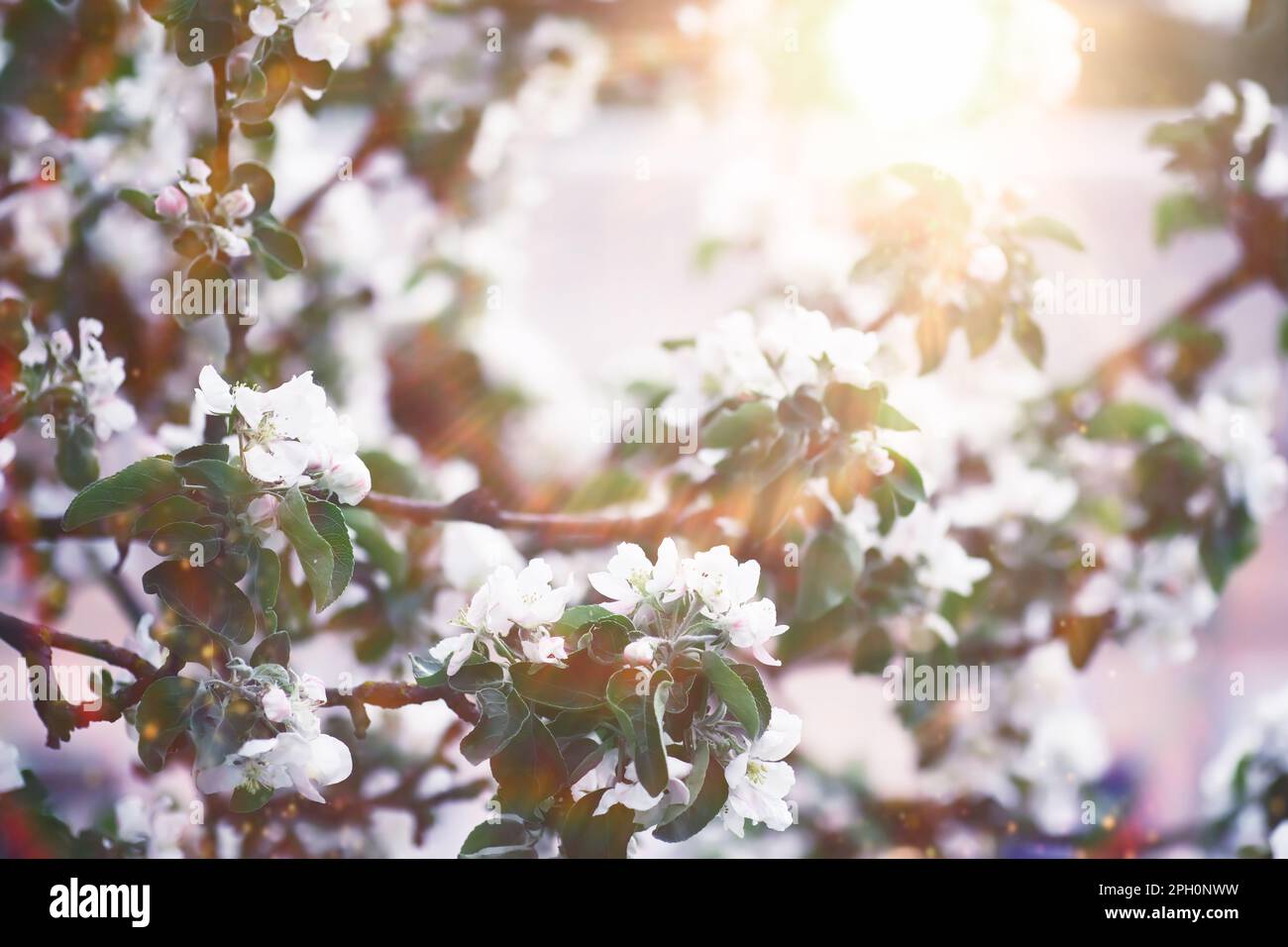 Fleur blanche sur l'arbre. Cerisiers en fleurs. Floraison printanière. Banque D'Images