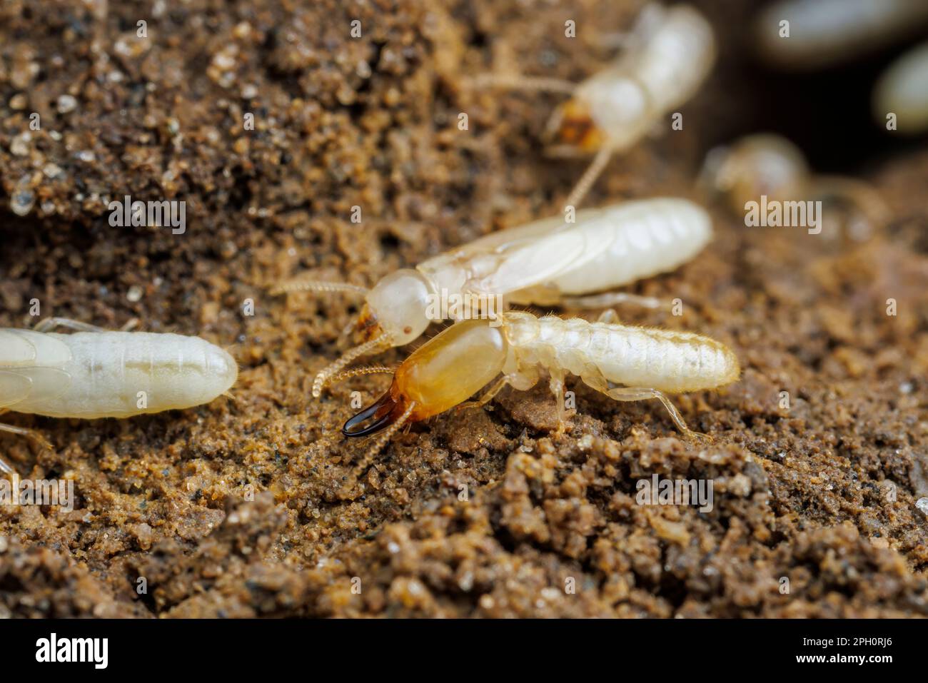 Termites souterraines de l'est (Réticulitermes flavipes), soldat (avec des couteaux) adjacent à un futur alate (avec des bourgeons d'aile). Banque D'Images