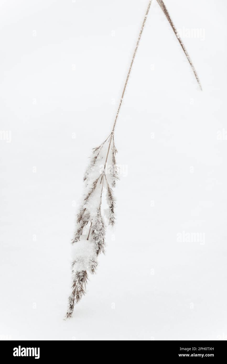 Une paille renversée dans un paysage suédois d'hiver, debout seul contre la beauté naturelle de la saison. Banque D'Images