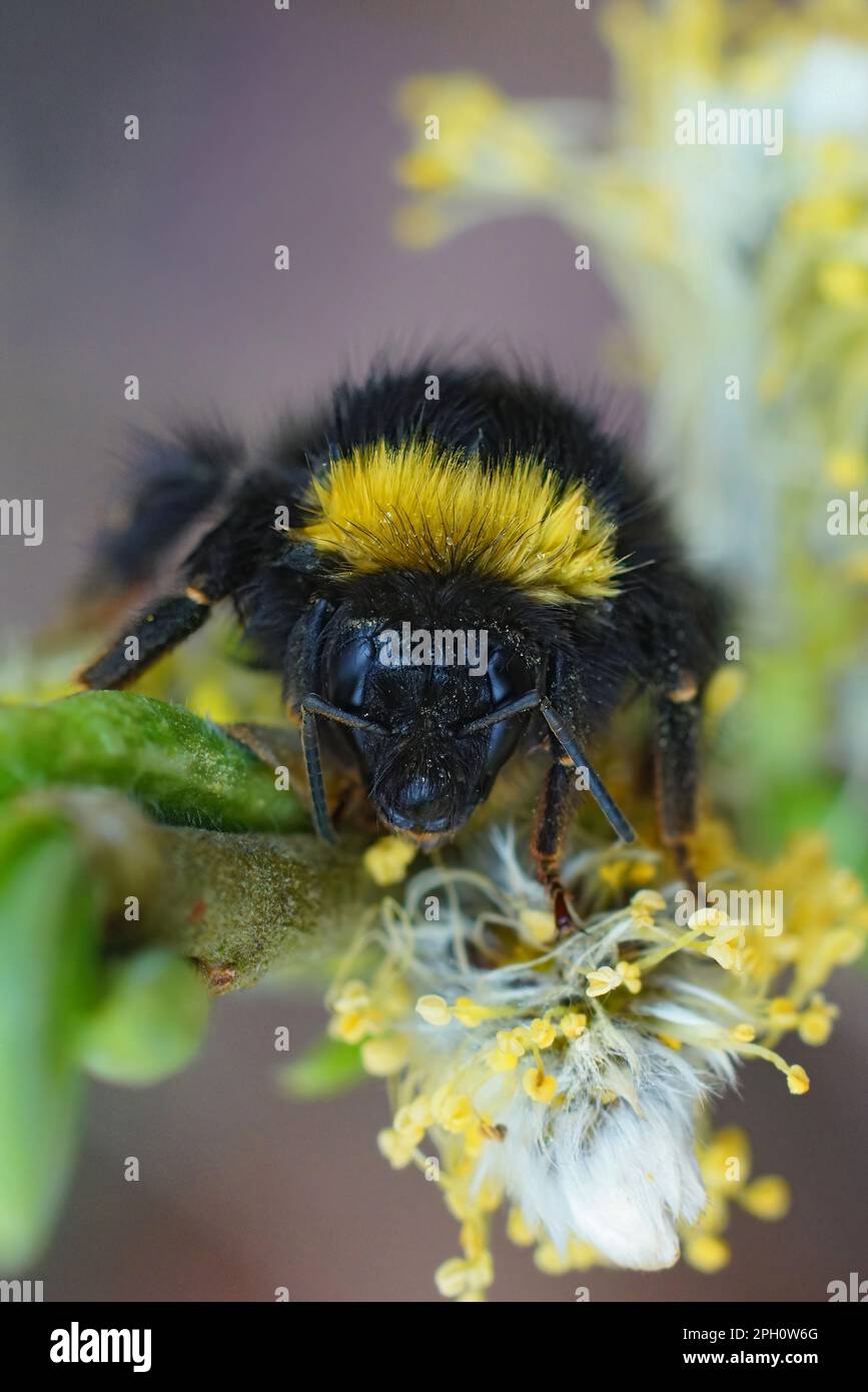 Un gros plan naturel sur une reine colorée mais wed, nichant tôt Bumble-Bee, Bombus pratorum accroché à une branche de Salix Banque D'Images