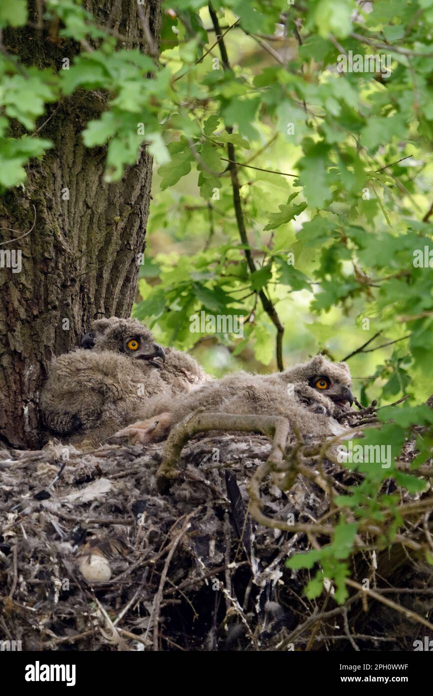 dans les bois... Hibou de l'aigle européen ( Bubo bubo ), eyrie de l'aigle avec quatre jeunes oiseaux sur un vieux chêne, ancienne eyrie de gosshawk. Banque D'Images