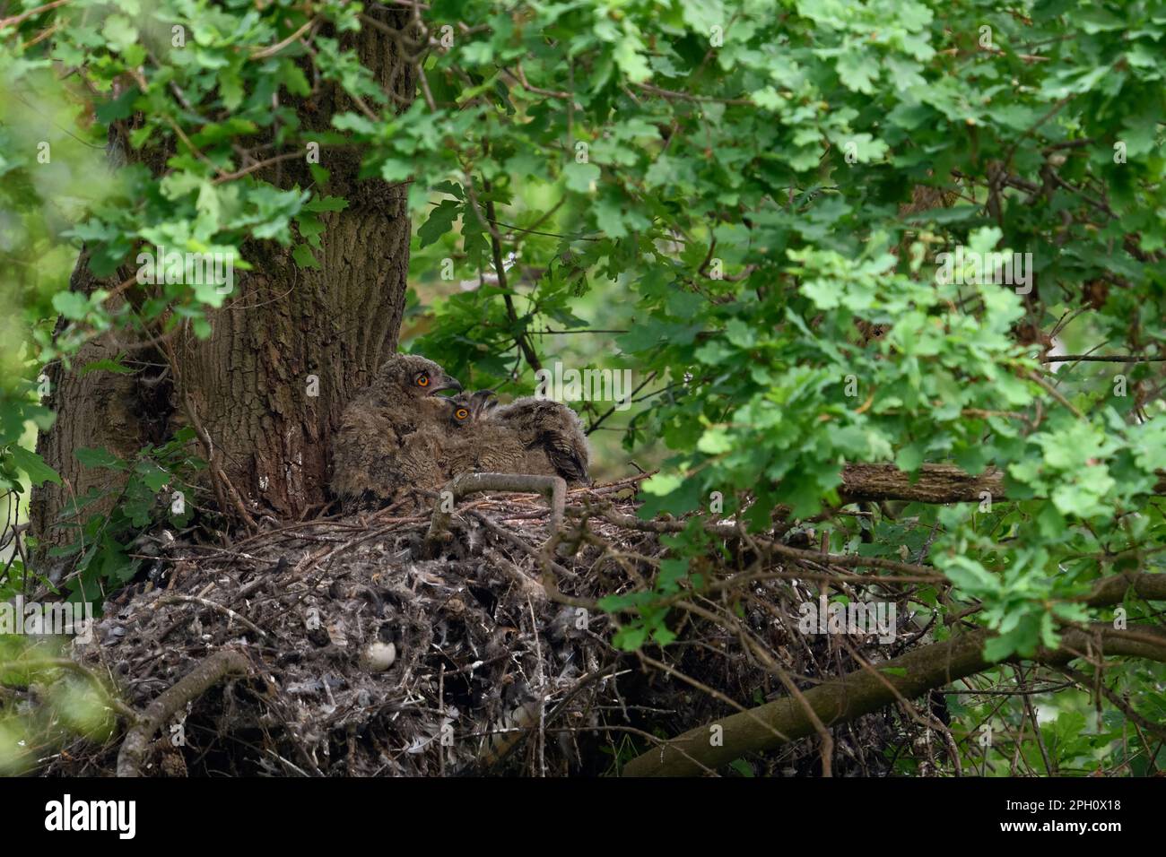 Compensation de température... La chouette de l'aigle européen ( Bubo bubo ), de jeunes oiseaux se panant dans leur nid sur une ancienne eyrie de gosshawk. Banque D'Images