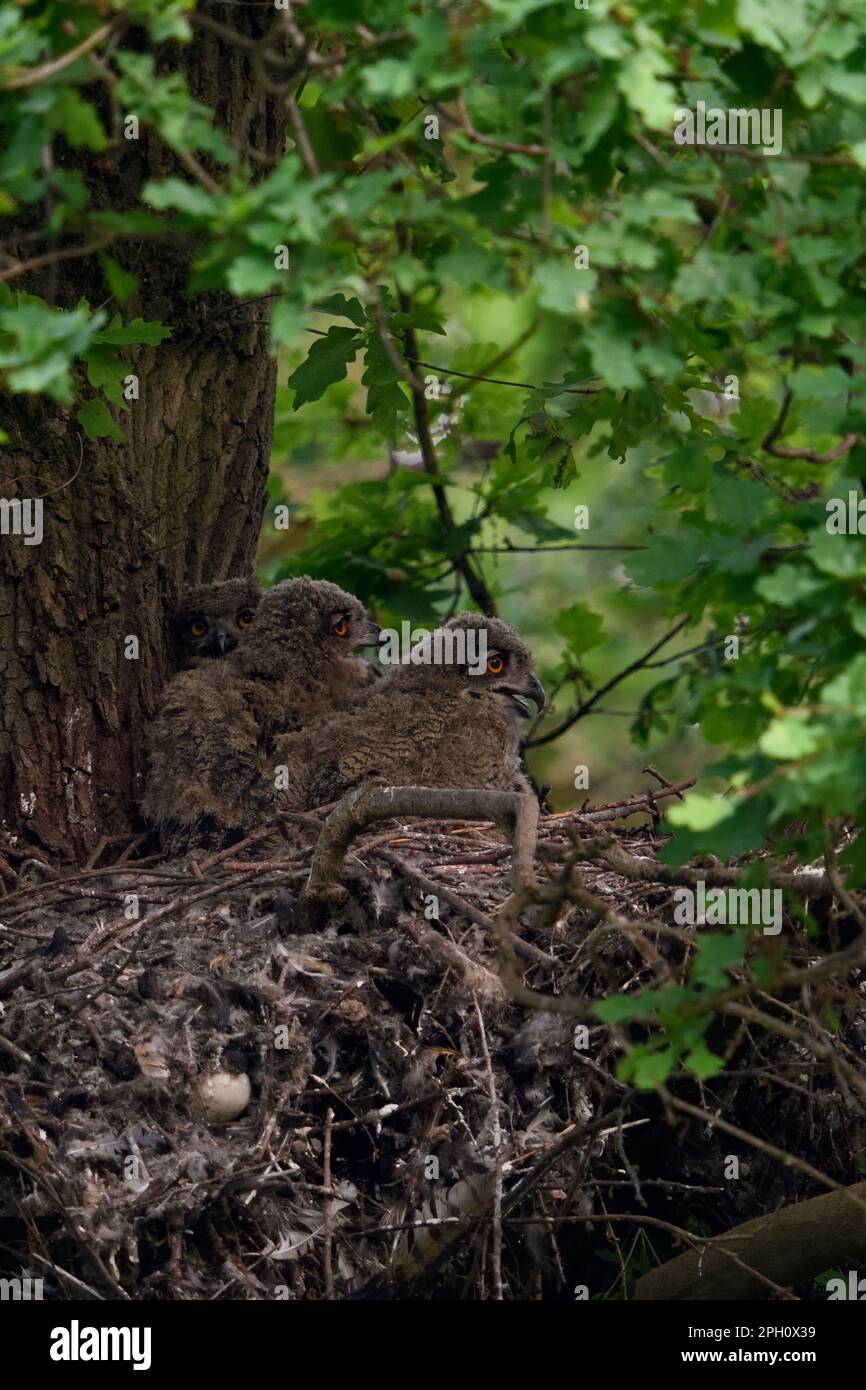 un regard attentif... La chouette de l'aigle européen ( Bubo bubo ), la progéniture de la chouette de l'aigle, les oisillons nichent dans leur nid sur l'eyrie de l'ancien faucon. Banque D'Images