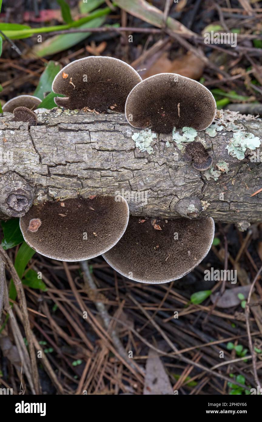 L'hexagonie poilue est un champignon qui pousse sur le bois dur dans les forêts tropicales et subtropicales. Banque D'Images