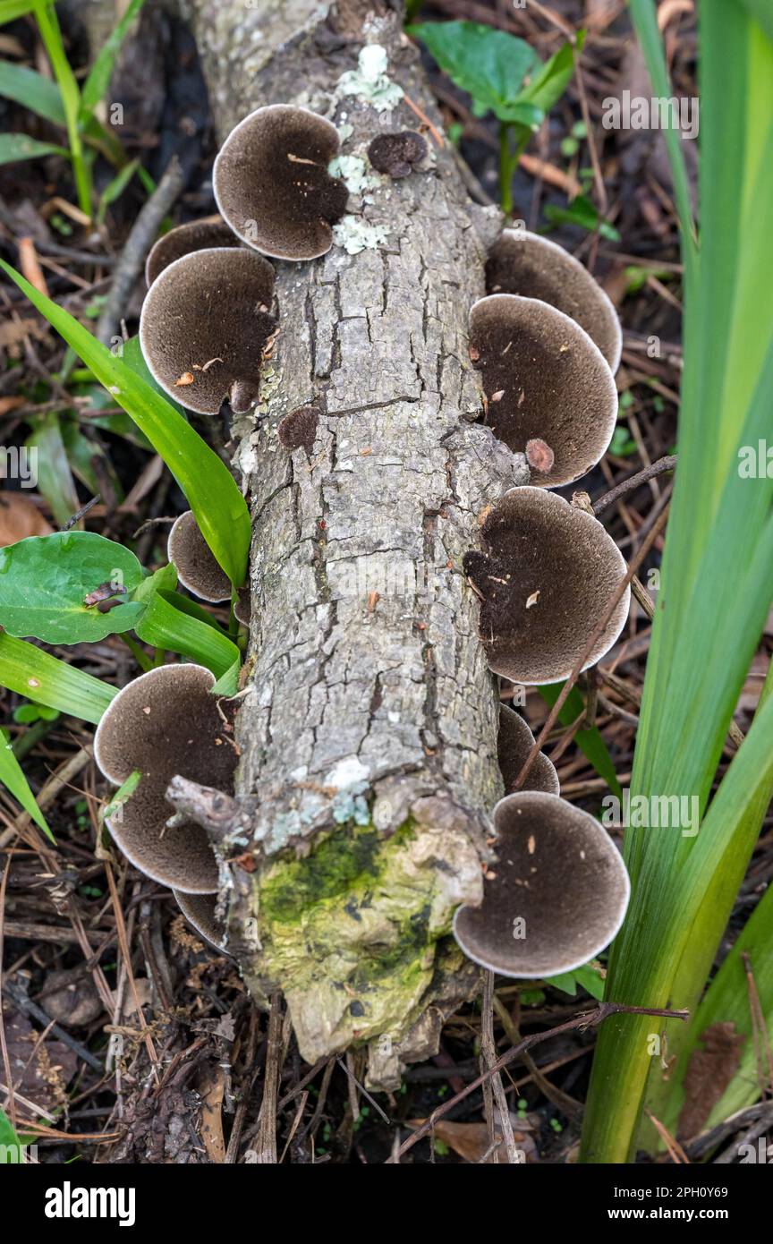 Hexagonia hydroides champignons dans une forêt du Texas. Banque D'Images