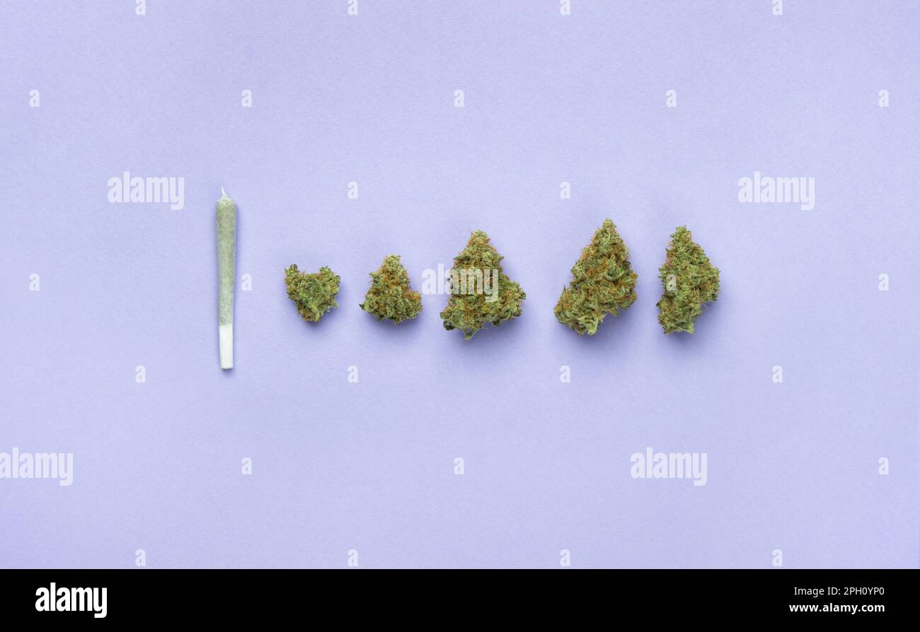 Des bourgeons secs de marijuana médicale se trouvent dans une rangée devant eux, une petite articulation de papier blanc. Sur fond lavande, copiez l'espace Banque D'Images