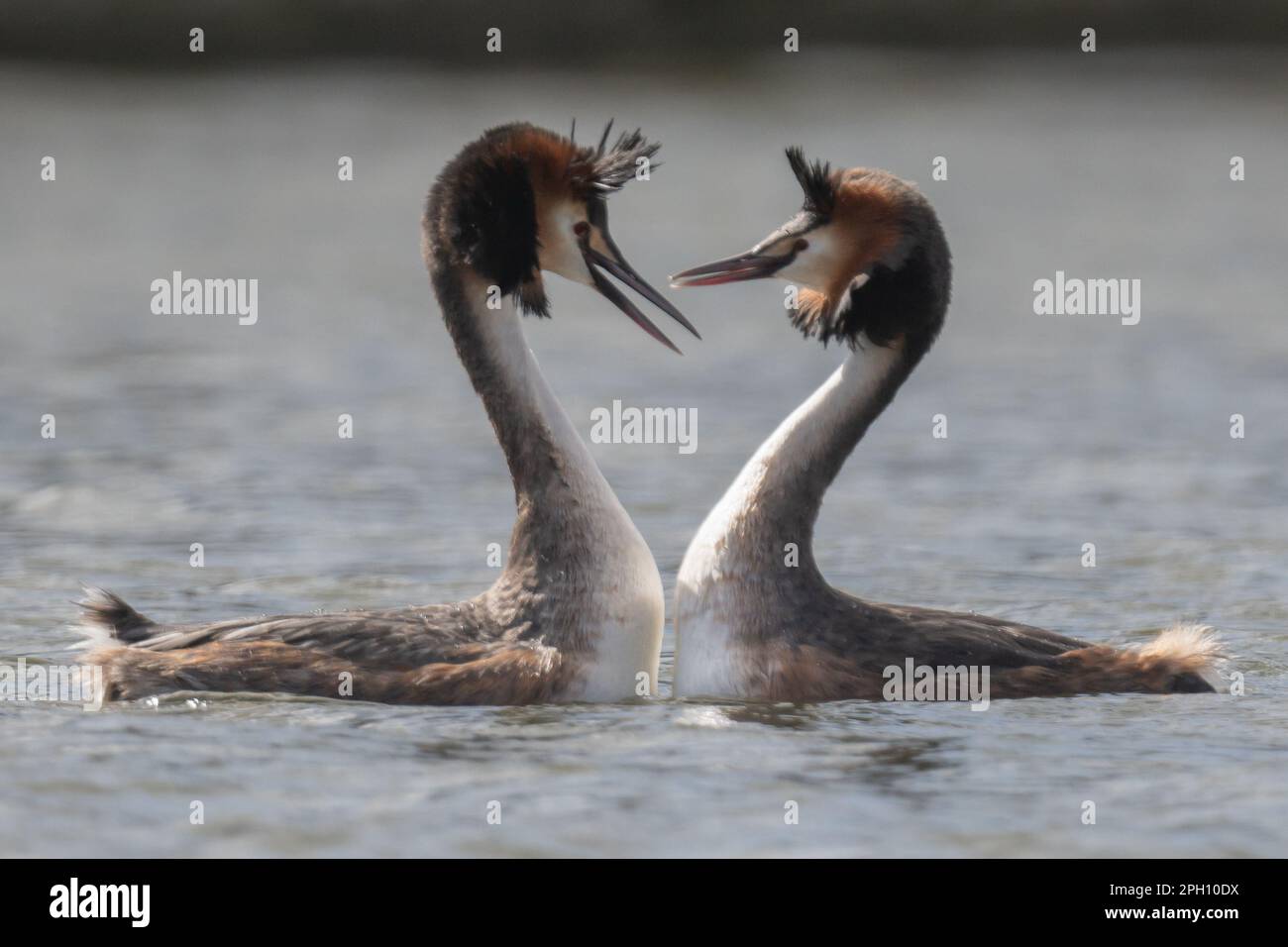 Paire de grands grebes à crête avec des panaches à tête relevée dans un écran complexe de liaison de paire, Home Park Banque D'Images