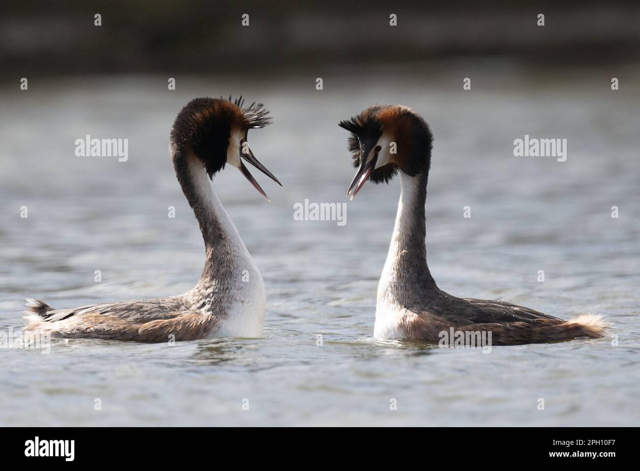 Paire de grands grebes à crête avec des panaches à tête relevée dans un écran complexe de liaison de paire, Home Park Banque D'Images