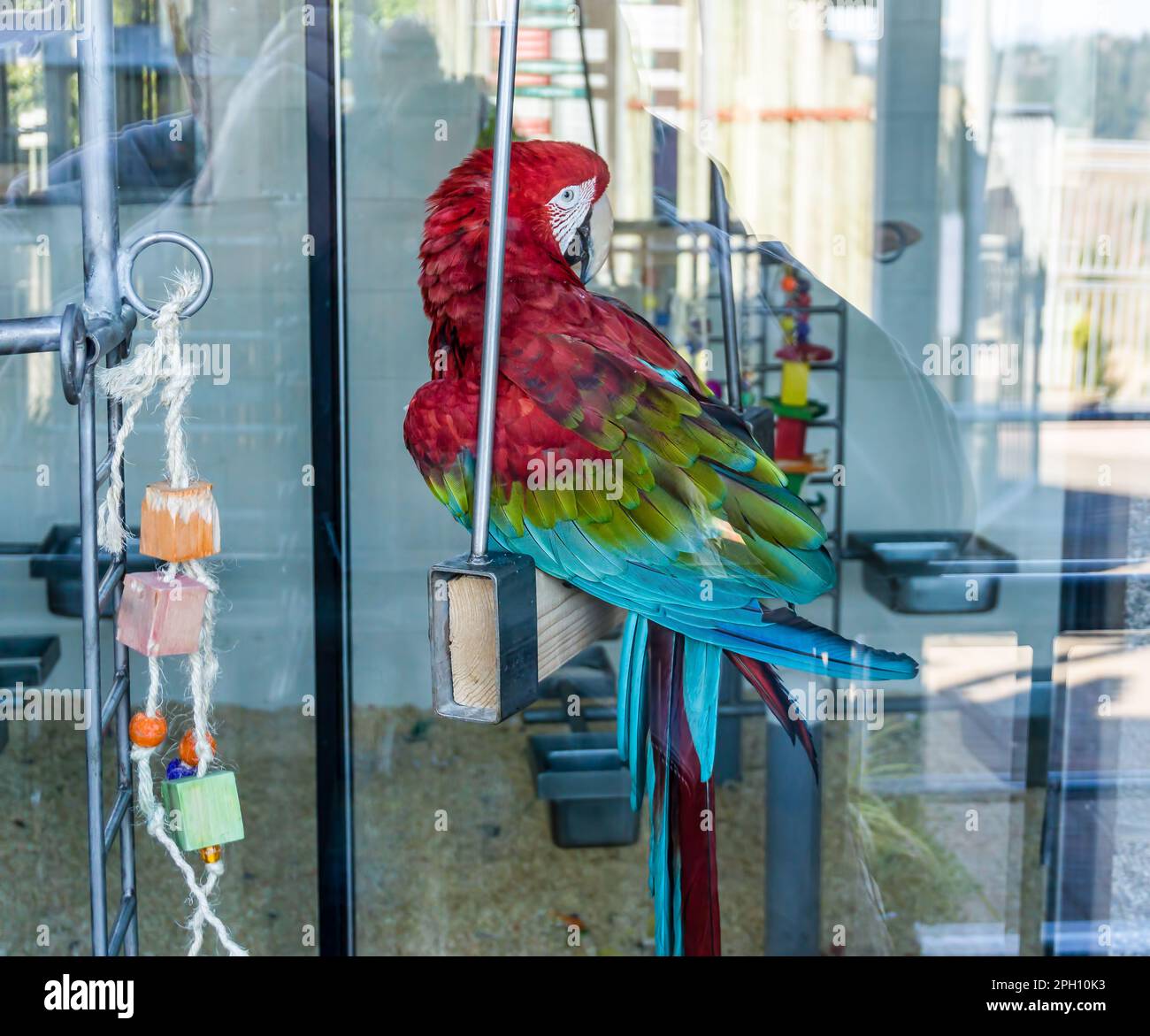 Vue sur une macaw rouge, verte et bleue dans un parc animalier d'Issaquah, Washington. Banque D'Images