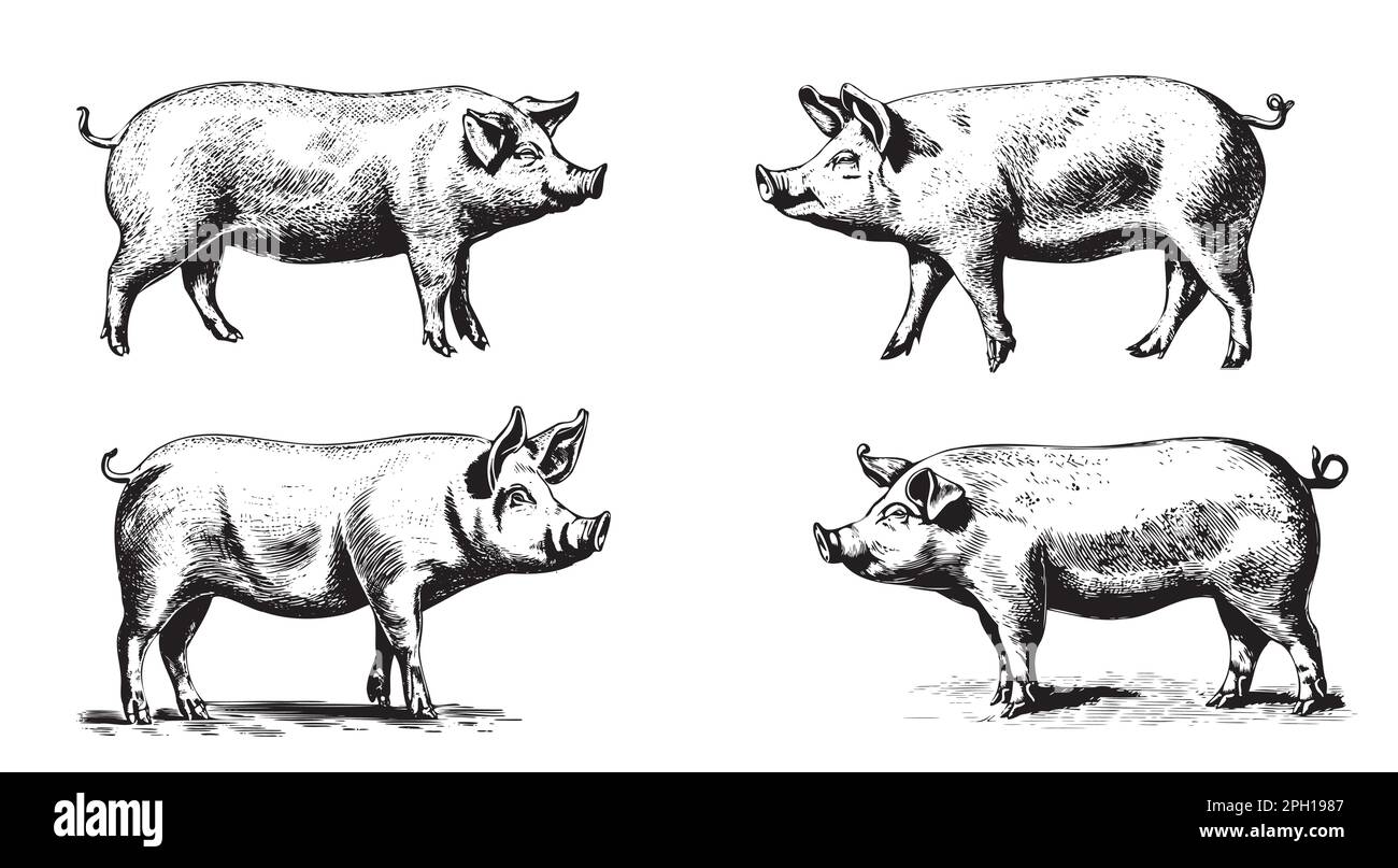 Ensemble de cochons dessin dessiné à la main illustration Agriculture Illustration de Vecteur