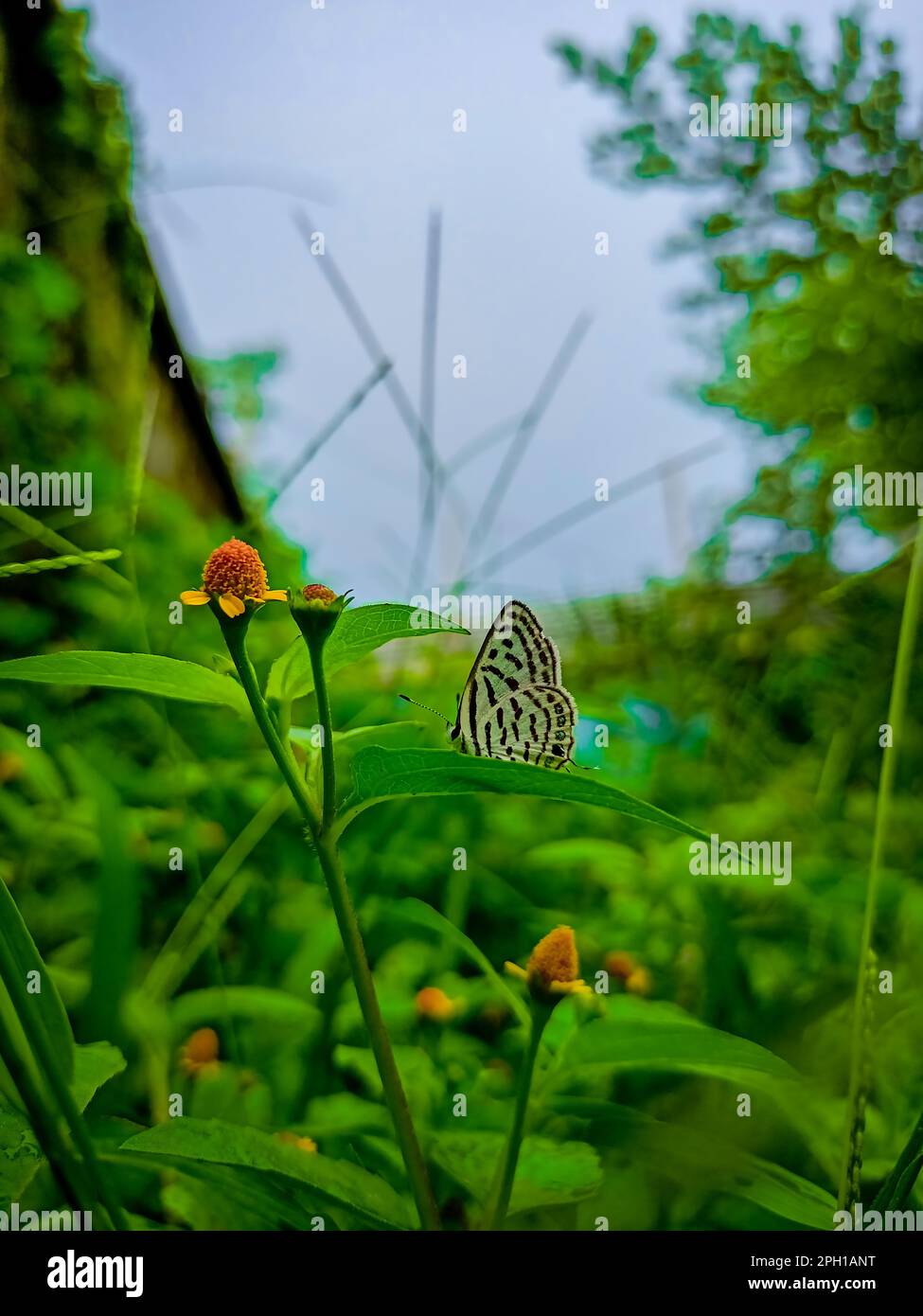 Un Pierrot indien, Tarucus indica sur une feuille verte dans le jardin. Banque D'Images