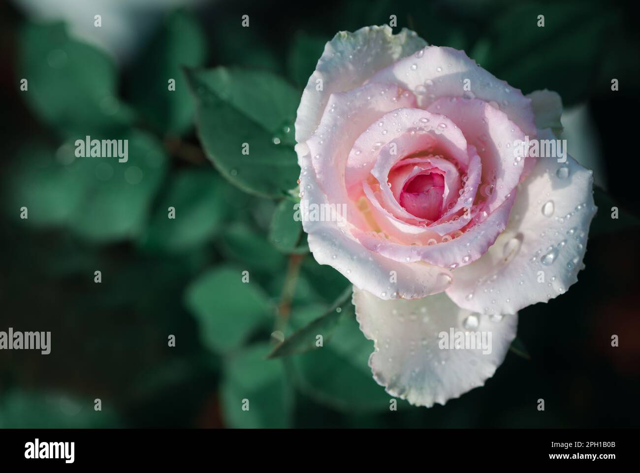 Vue de dessus rose pâle dans le jardin, fleur et concept d'amour Banque D'Images