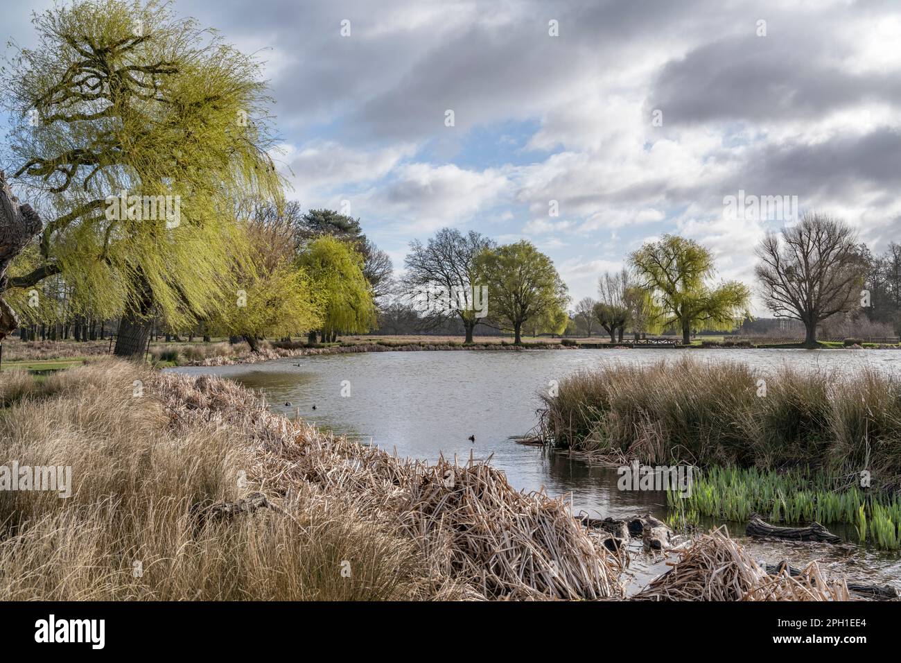 Le saule pleurant regagne en vie au printemps à Bushy Park, près de Londres, au Royaume-Uni Banque D'Images