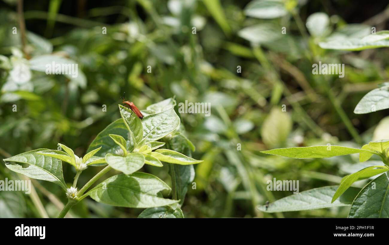 Gros plan de sanglant filet de Beetle connu sous le nom de Lycus sanguineus assis sur des feuilles avec fond vert. Banque D'Images