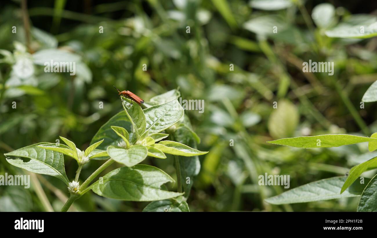 Gros plan de sanglant filet de Beetle connu sous le nom de Lycus sanguineus assis sur des feuilles avec fond vert. Banque D'Images