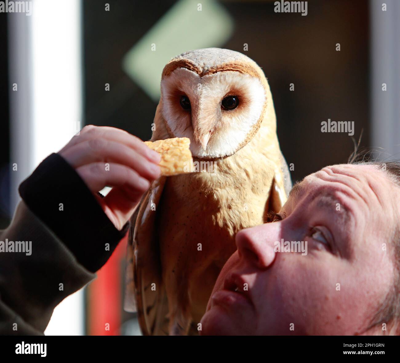 Quedlinburg, Allemagne. 25th mars 2023. Un hibou de la grange est assis sur l'épaule d'une femme qui est à Quedlinburg avec l'expert en hibou Jens Haberlandt. Entourés de nombreux spectateurs, les deux répondent patiemment à toutes les questions des visiteurs et sont également heureux d'avoir des photos prises avec les animaux. En tant qu'expert en hibou, Jens Haberlandt gère un sanctuaire de la vie sauvage à Bernburg et aime également partager sa passion avec des gens curieux. Credit: Matthias Bein/dpa/Alay Live News Banque D'Images