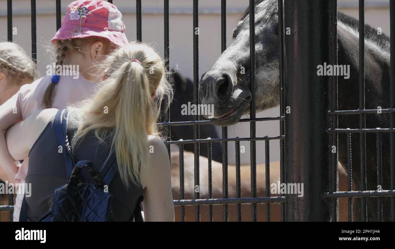 MOSCOU, RUSSIE - 26 JUIN 2019 : une femme nourrit un cheval d'un carotin au zoo de Moscou. Banque D'Images