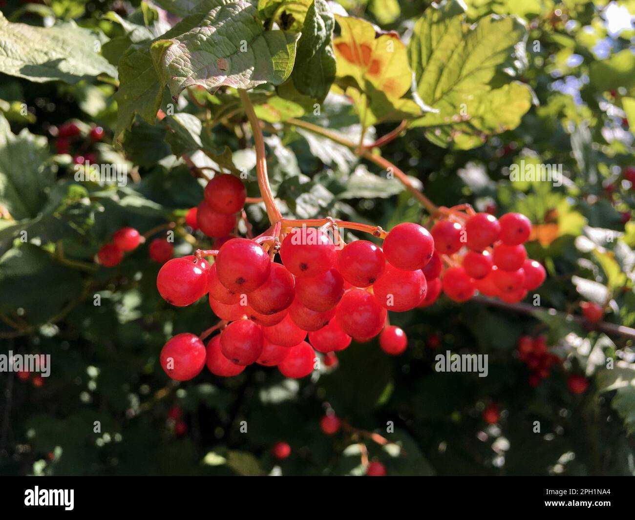 Schneeball Viburnum Pflanze mit roten Dolden Beeren im Sommer Banque D'Images