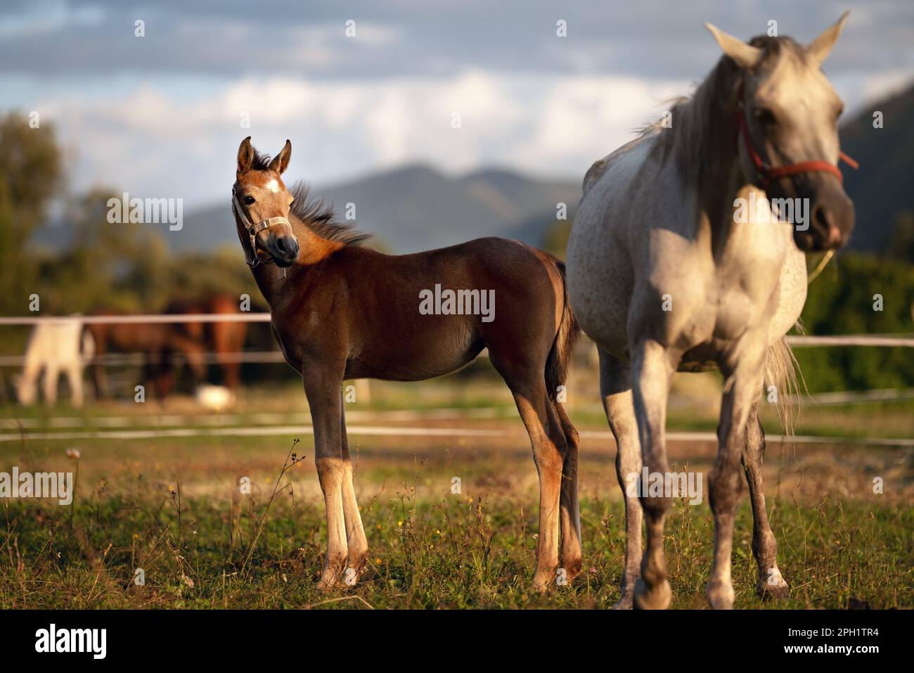 Petit cheval arabe brun poulain debout à côté de sa mère, champ d'herbe vert flou avec plus d'animaux de fond Banque D'Images