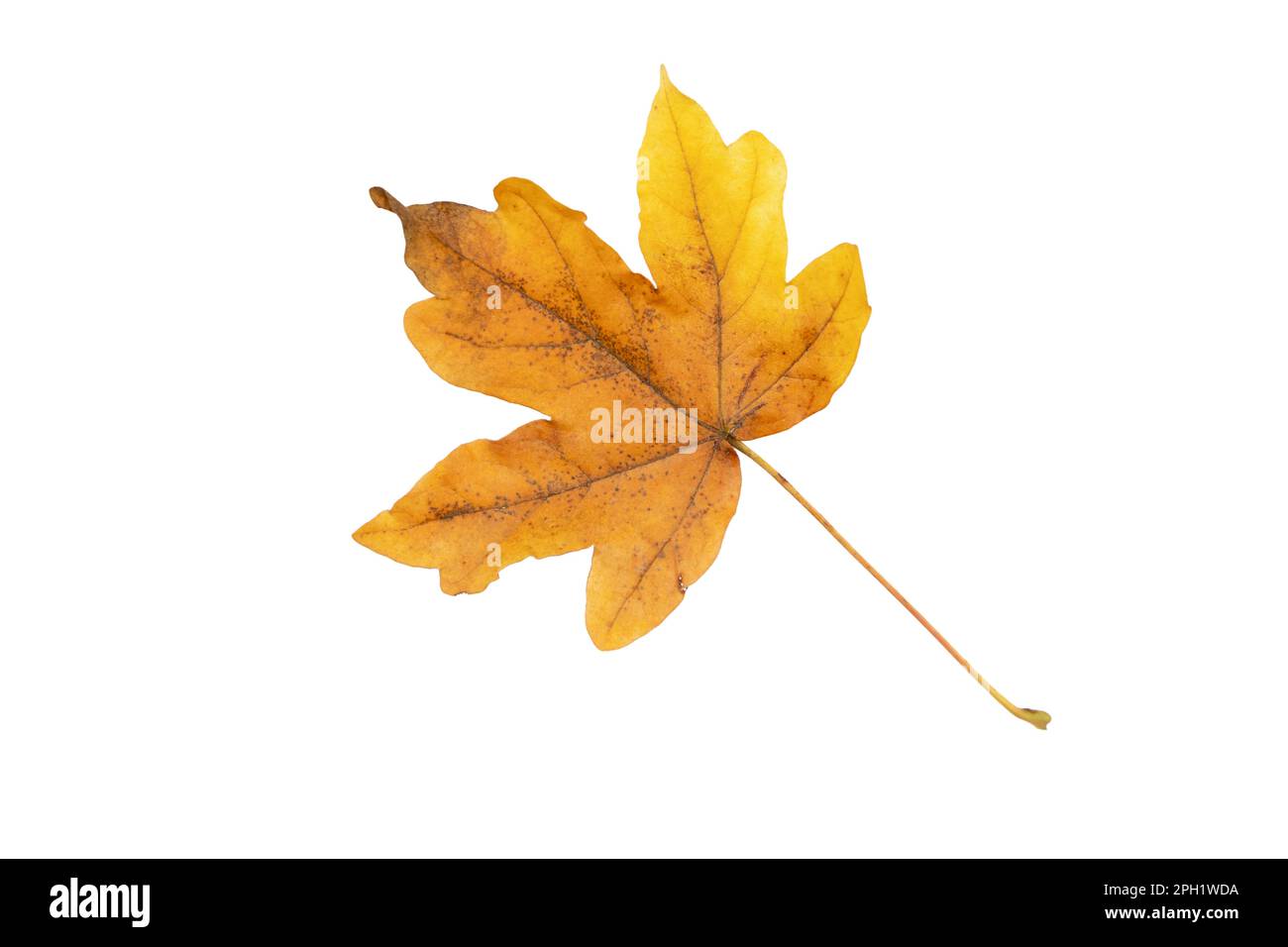 Feuille d'érable tombée isolée sur blanc. Saison d'automne feuillage brun sec. Banque D'Images