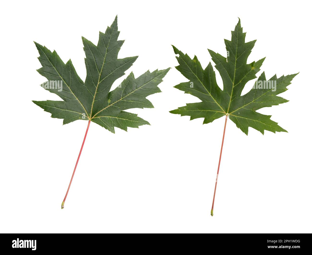 Feuilles d'érable vert canadien isolées sur blanc. Symbole du Canada. Banque D'Images