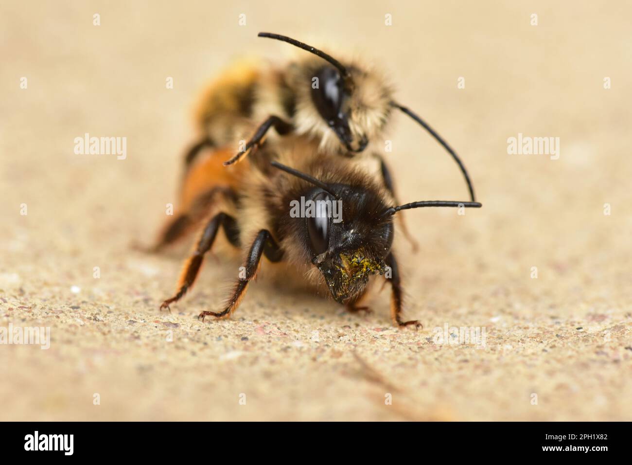 Image rapprochée de deux abeilles juchées l'une au-dessus de l'autre, rassemblant le pollen d'une fleur Banque D'Images